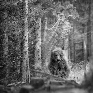 2156 Fotograf  Roland Jensen  -  Bear attack  